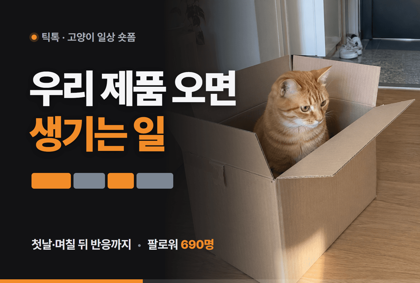 고양이 일상 숏폼 제품 리뷰